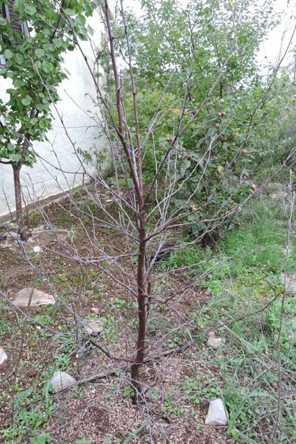 One dead plum tree